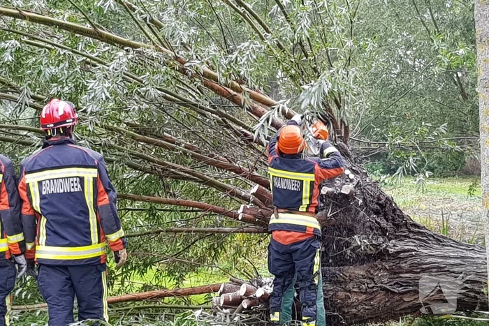 Boom versperd voetpad in de wijk Bloemendaal