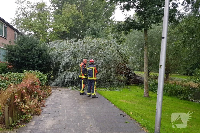 Boom versperd voetpad in de wijk Bloemendaal