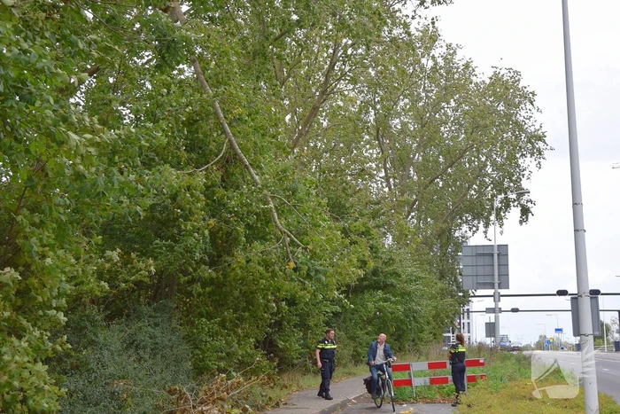 Grote loshangende tak zorgt voor gevaarlijke situatie