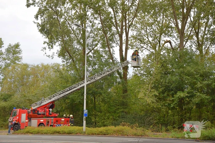 Grote loshangende tak zorgt voor gevaarlijke situatie
