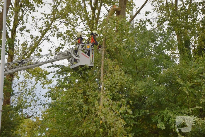 Grote loshangende tak zorgt voor gevaarlijke situatie