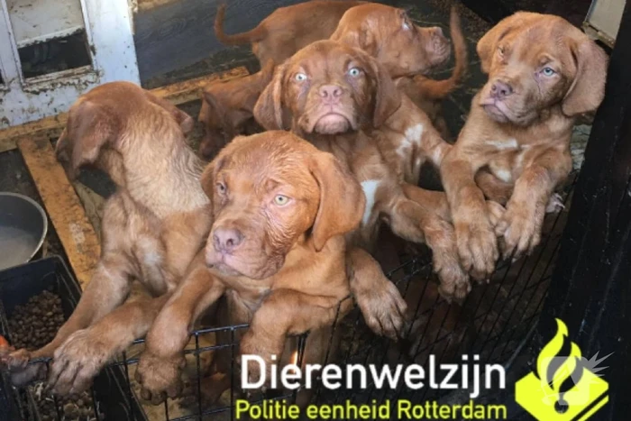 nieuws groenezoombrug rotterdam