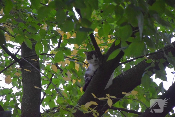 Eigenaar red kat met brandweer trap
