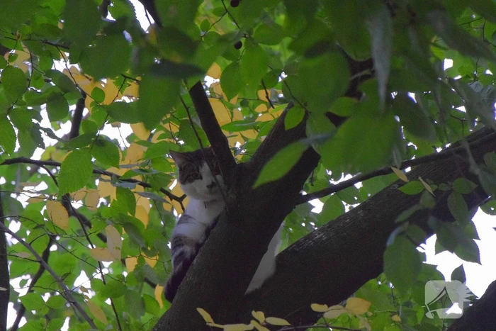Eigenaar red kat met brandweer trap