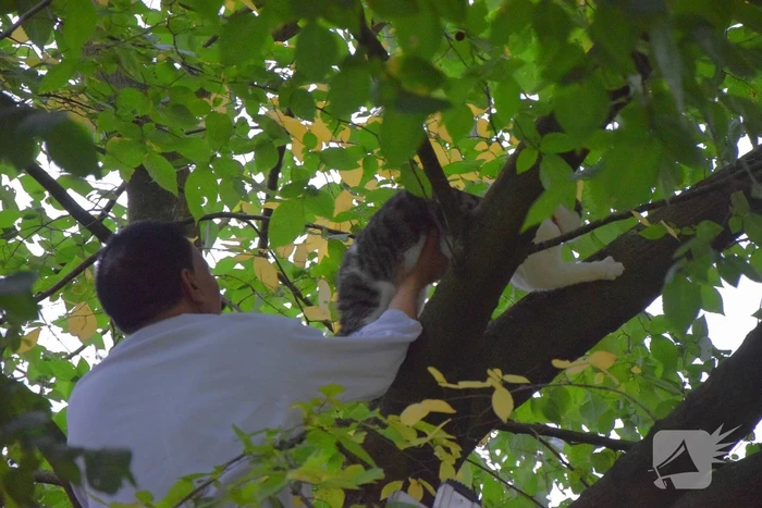 Eigenaar red kat met brandweer trap
