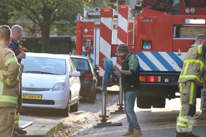 Brandweer redt papegaai met hoogwerker