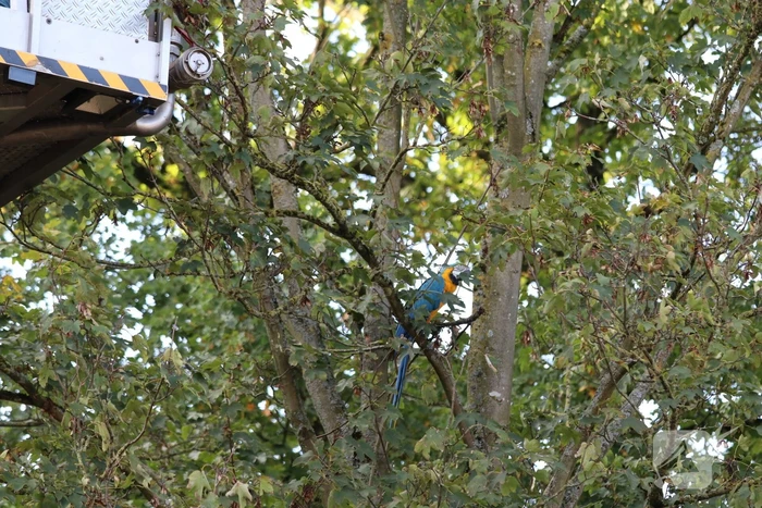 Brandweer redt papegaai met hoogwerker