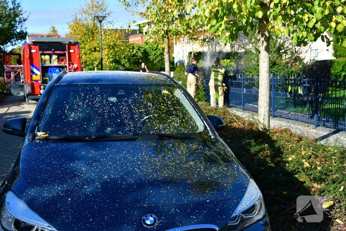 Heg vliegt in brand door onkruidbrander in de Landerijen