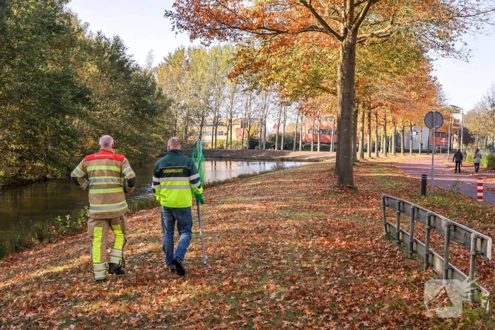Gewonde zwaan laat zich niet vangen