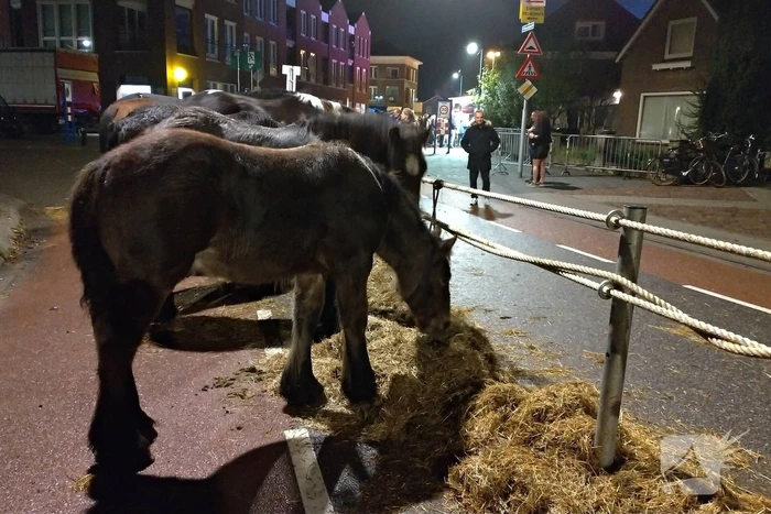 300e paardenmarkt