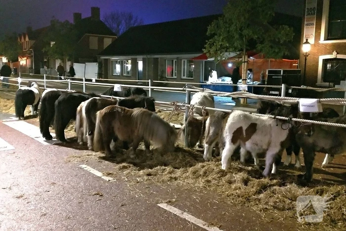 300e paardenmarkt