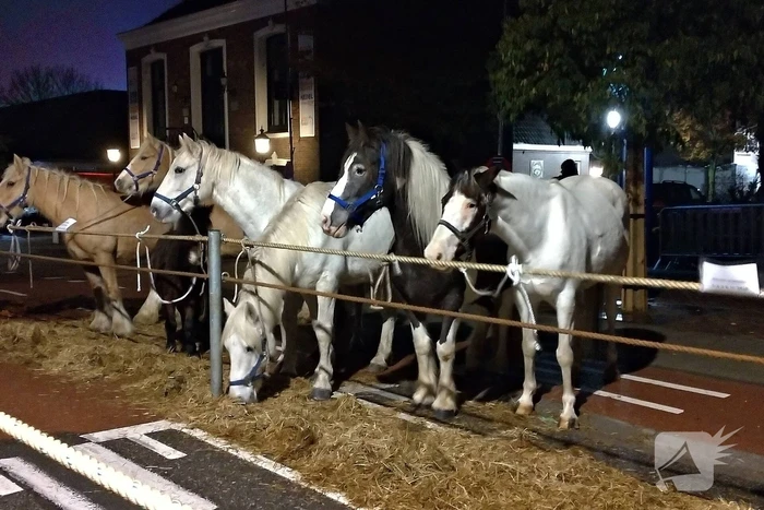 300e paardenmarkt