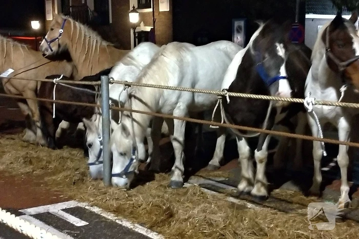 300e paardenmarkt