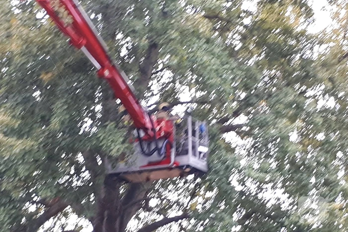 Brandweer doet nog een poging om kat uit boom te halen