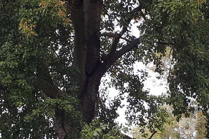 Brandweer doet nog een poging om kat uit boom te halen