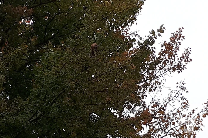 Brandweer doet nog een poging om kat uit boom te halen