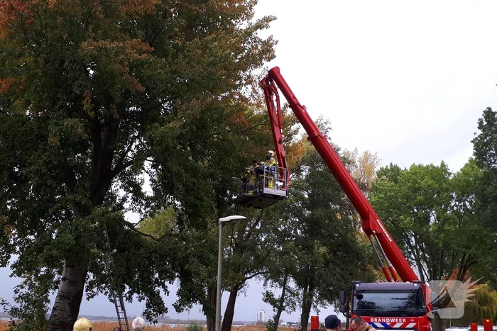 Brandweer doet nog een poging om kat uit boom te halen