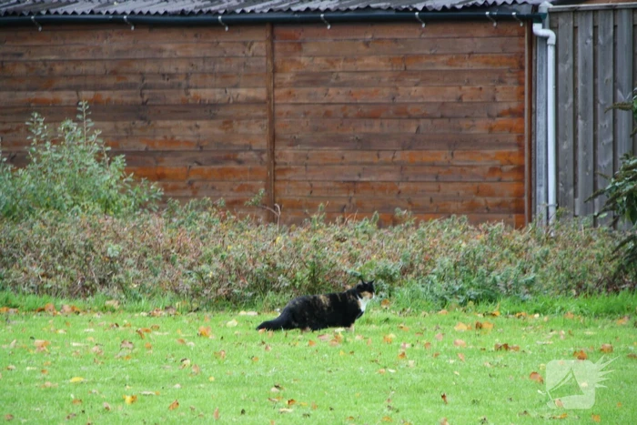 Kat springt uit boom bij reddingsactie