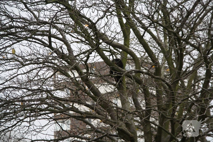 Kat springt uit boom bij reddingsactie
