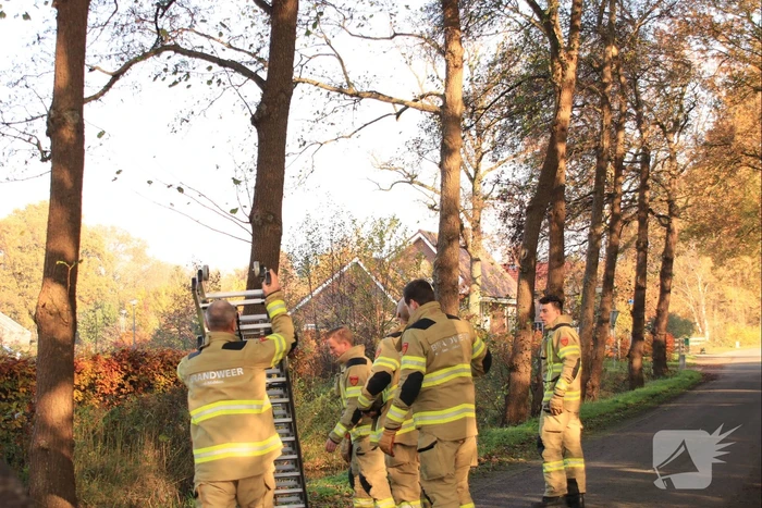 Brandweer spuit kat 'Jochie' uit de boom