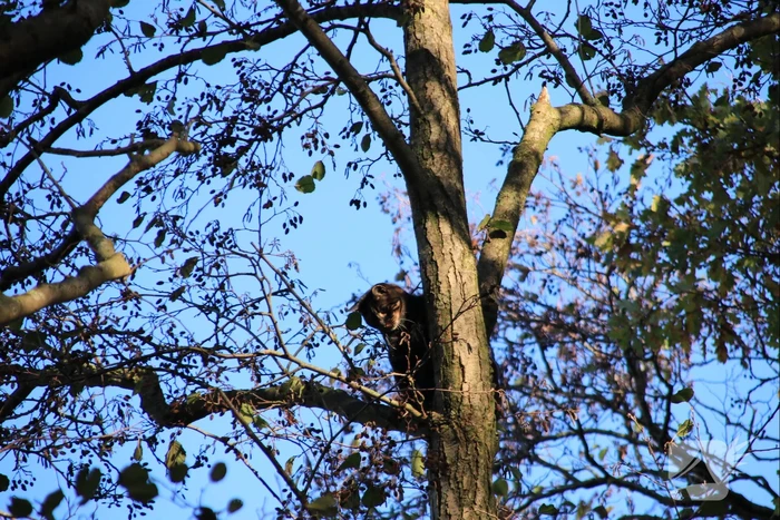 Brandweer spuit kat 'Jochie' uit de boom