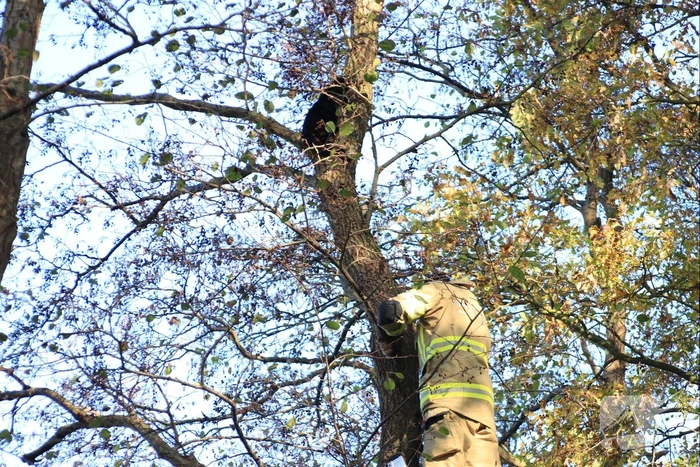 Brandweer spuit kat 'Jochie' uit de boom