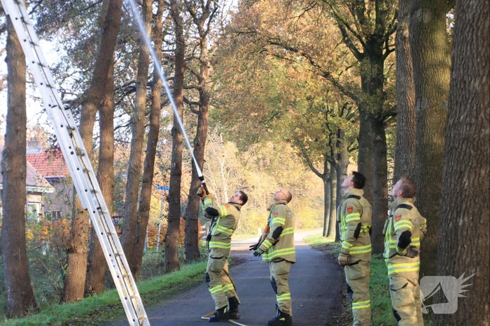 Brandweer spuit kat 'Jochie' uit de boom