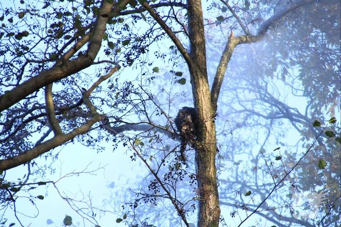 Brandweer spuit kat 'Jochie' uit de boom