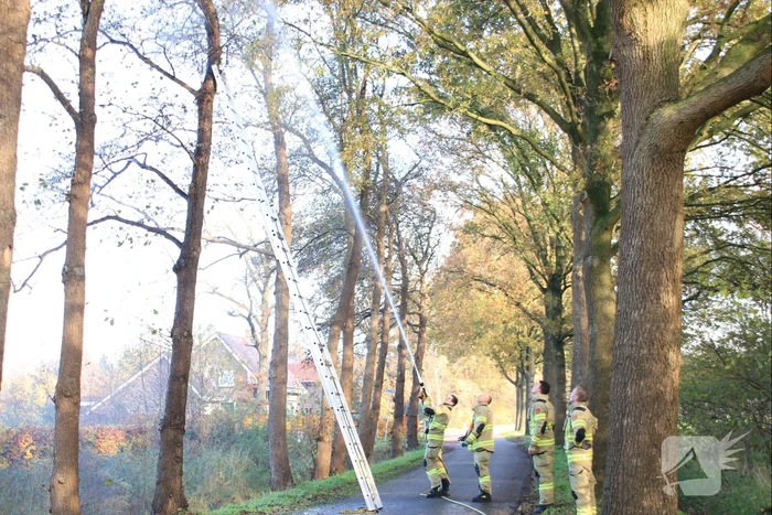 Brandweer spuit kat 'Jochie' uit de boom