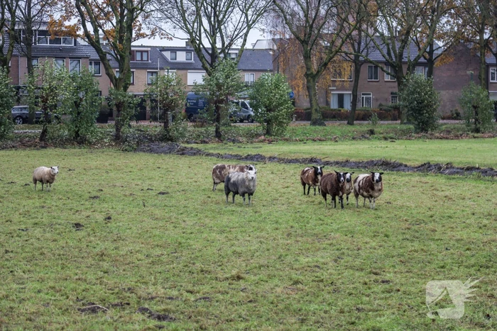 Brandweer redt schaap uit sloot