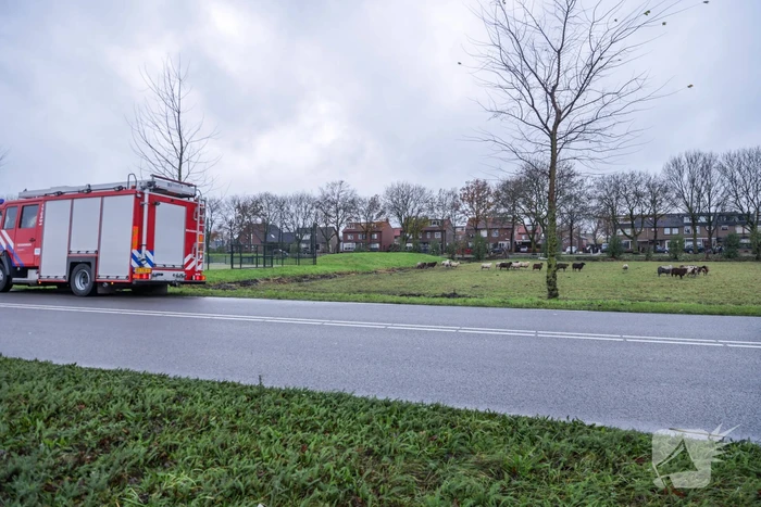Brandweer redt schaap uit sloot