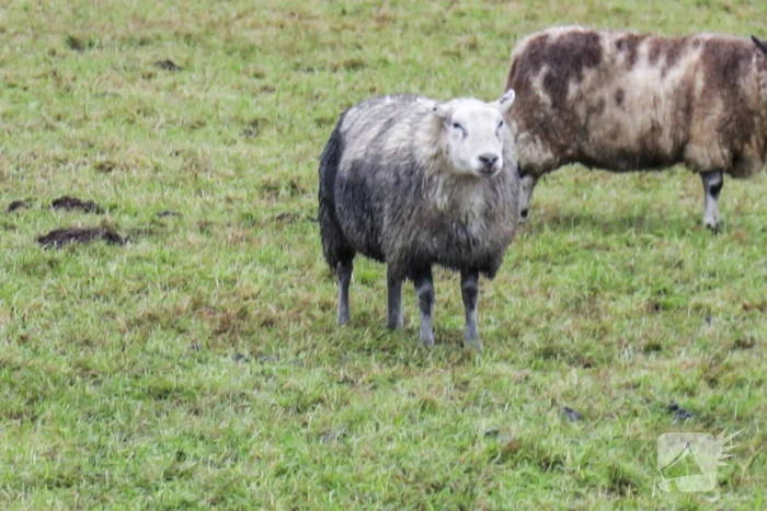 Brandweer redt schaap uit sloot
