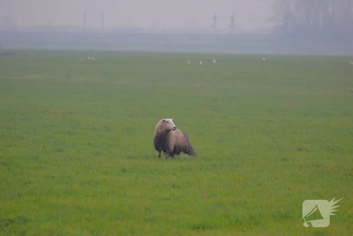 Brandweer redt schaap uit sloot