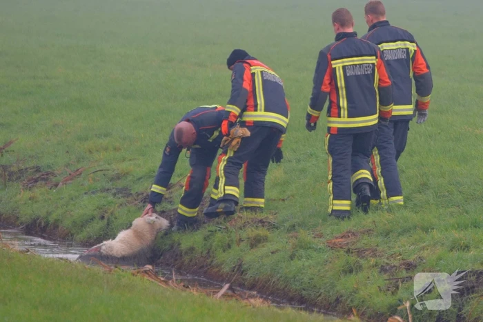 Brandweer redt schaap uit sloot