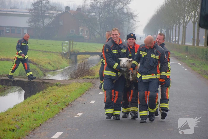 Brandweer redt schaap uit sloot