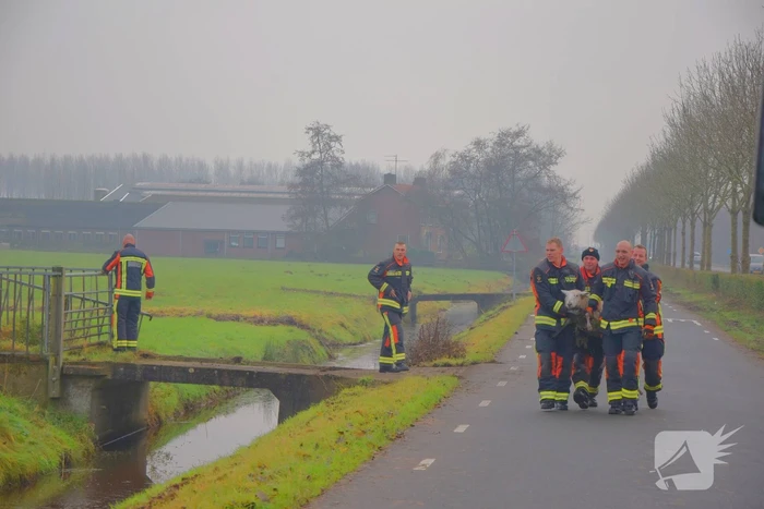 Brandweer redt schaap uit sloot