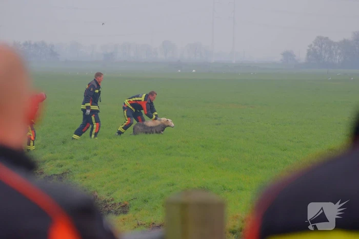 Brandweer redt schaap uit sloot