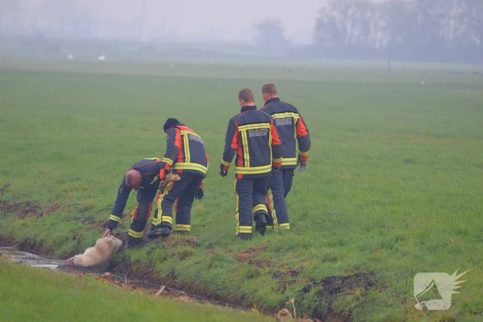 Brandweer redt schaap uit sloot