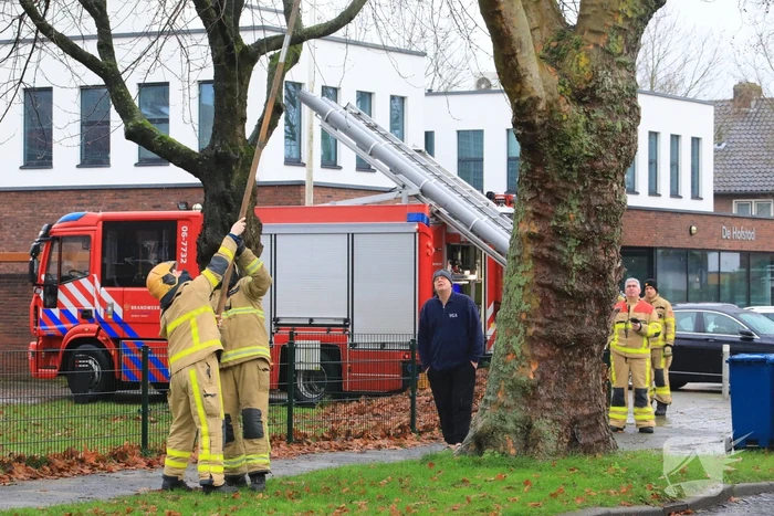 Brandweer haalt gevaarlijk loshangende takken uit boom