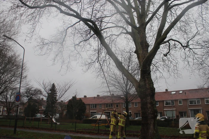 Brandweer haalt gevaarlijk loshangende takken uit boom