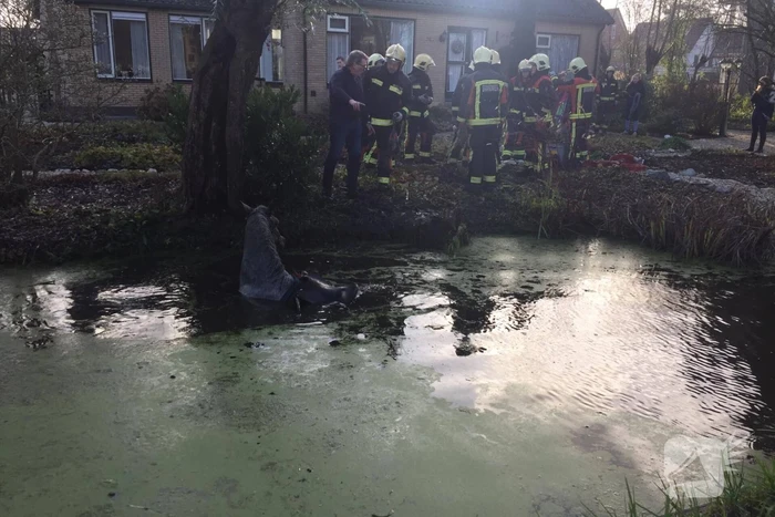 Twee personen en paard te water geraakt