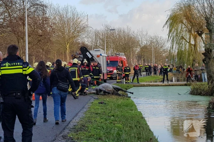 Twee personen en paard te water geraakt