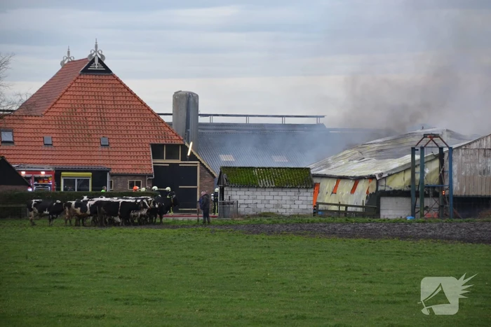 Koeienstal brandt af; 20 koeien dood