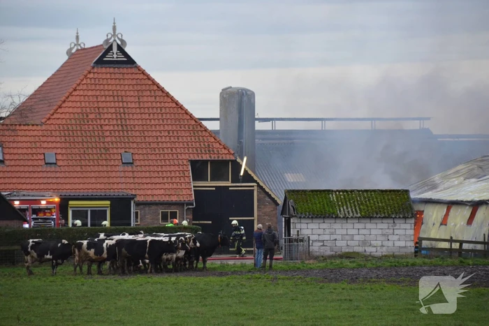 Koeienstal brandt af; 20 koeien dood