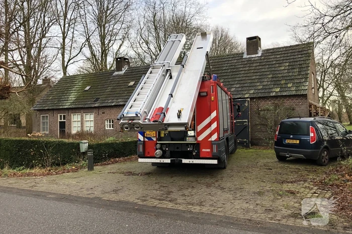 Kat uit boom gered