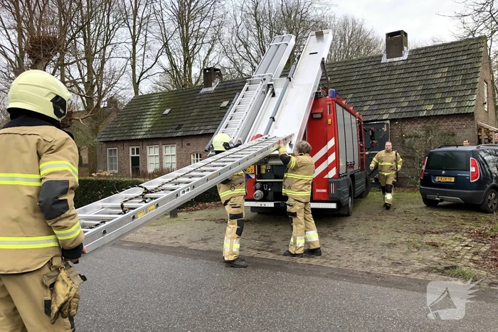 Kat uit boom gered