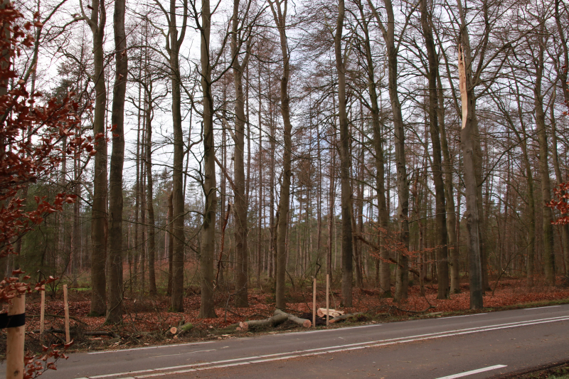 Verkeershinder door afgebroken stuk boom