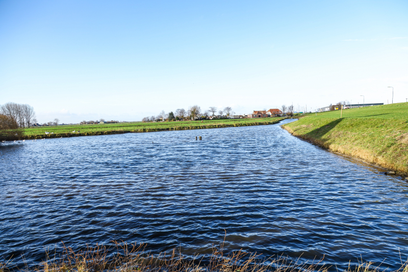 30 dode karpers uit vervuilde vijver gehaald gehaald