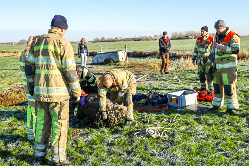 Wandelaars vinden bevroren schaap in sloot
