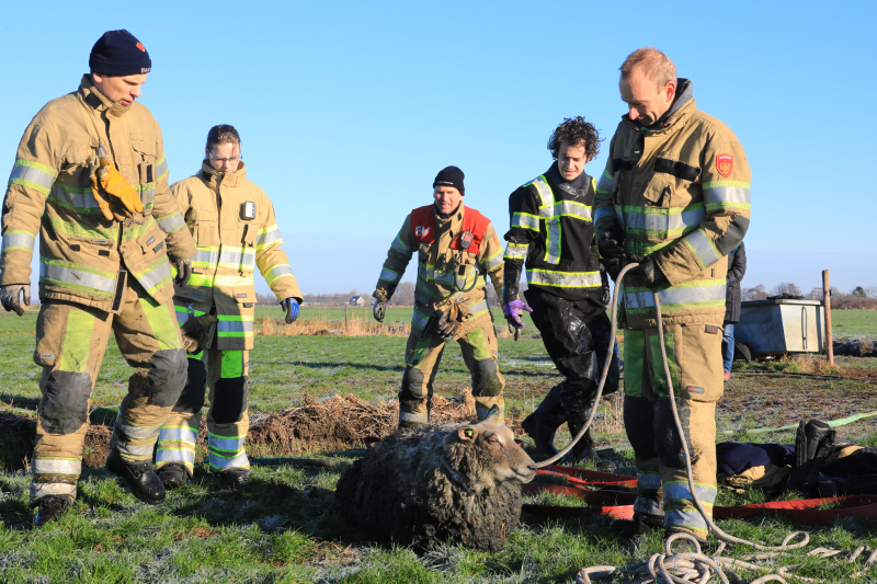 Wandelaars vinden bevroren schaap in sloot